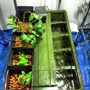 ペットボトルで野菜を簡単に作る 水耕栽培の方法 野菜栽培士 野菜ソムリエのブログ