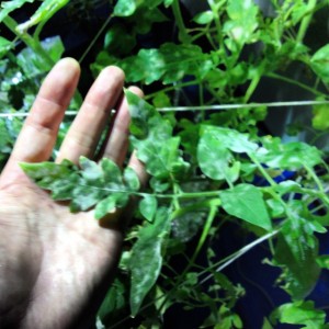 トマト栽培でウドンコ病になった時の対策 水耕栽培の方法 野菜栽培士 野菜ソムリエのブログ