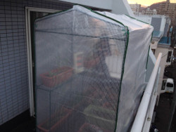 ベランダ菜園の冬支度開始 家庭用温室組立 水耕栽培の情報と作り方