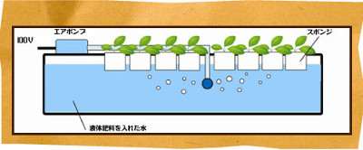 水耕栽培装置の酸素補給方法の種類 エアレーションシステム編 水耕栽培の情報と作り方