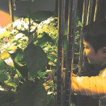 植物育成で二酸化炭素の重要性と発生装置の紹介