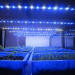 植物工場としての第一歩…発芽してからLEDライトで照射