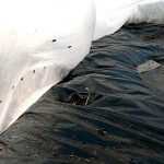 家庭菜園でトマトの尻腐れ病対策