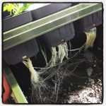 根の枯死はあるものを使うと再生が可能に!?