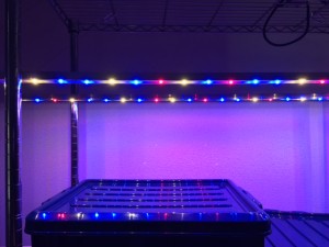 植物育成 LED