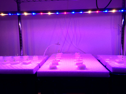 植物育成　LED　ライト