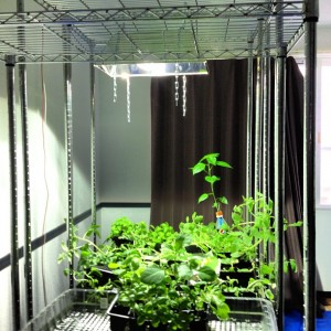 水耕栽培バジルの生長は早い 定植後１８日目 水耕栽培の方法 野菜栽培士 野菜ソムリエのブログ
