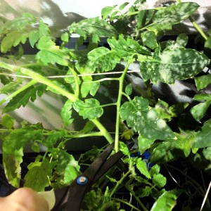 トマト栽培でウドンコ病になった時の対策 水耕栽培の方法 野菜栽培士 野菜ソムリエのブログ