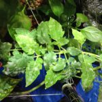 開花期用の液体肥料に変更した 水耕トマト栽培　