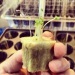 水耕栽培 レタスの発芽からの発根促進剤で水分補強