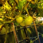 冬でも育つ 室内栽培の水耕栽培 トマト