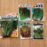 春を感じる、水耕栽培で育てている葉物野菜の発芽の様子