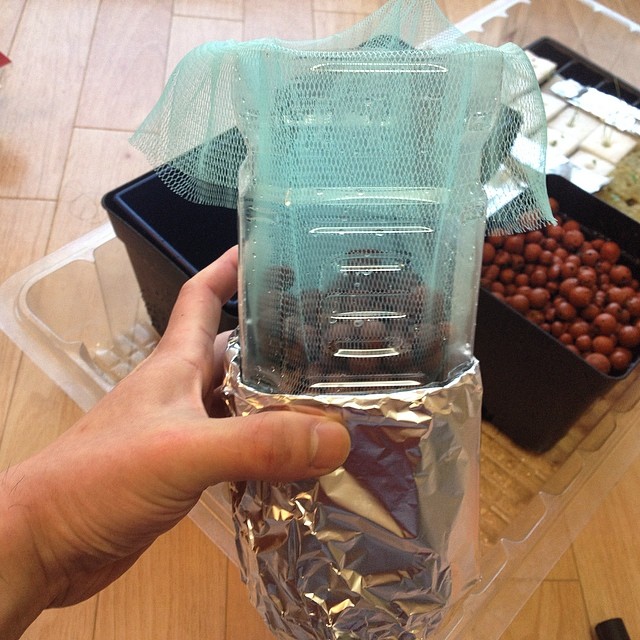 簡単ペットボトル水耕栽培が生長中です 水耕栽培の方法 野菜栽培士 野菜ソムリエのブログ