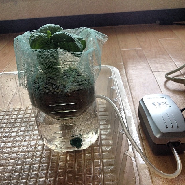 ペットボトル水耕栽培の生長速度と収穫 水耕栽培の方法 野菜栽培士 野菜ソムリエのブログ
