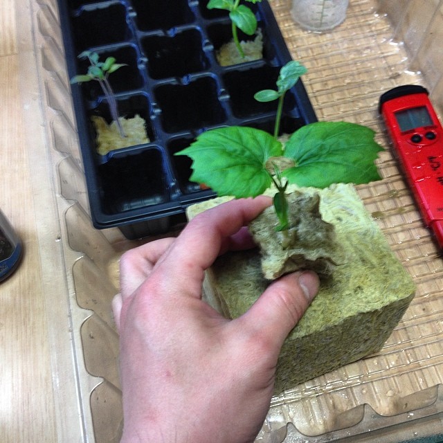 野菜栽培士がおススメ 夏野菜を家庭菜園のすすめ 水耕栽培の方法 野菜栽培士 野菜ソムリエのブログ