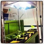 室内植物育成ライトと水耕栽培(エアーレイションシステム)で育てる夏野菜