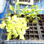 水耕栽培の葉物野菜を肥料抜き剤で収穫準備