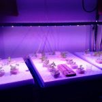 植物育成LEDバーを使って葉物栽培　定植後２１日目