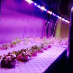 植物育成LEDバーを使って葉物栽培　定植後30日目