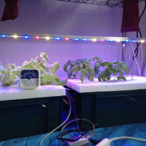 水耕栽培!!ハイポニカと植物育成LEDを使ってミニトマト栽培に挑戦!!
