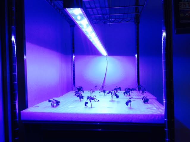 植物育成LEDライトでトマトの水耕栽培