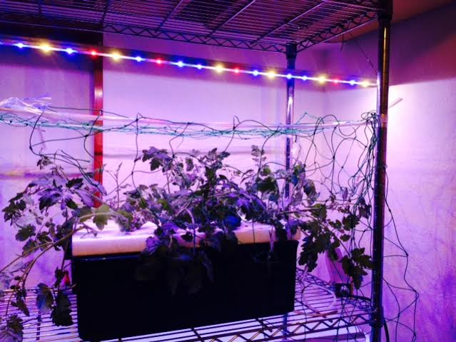 水耕栽培でミニトマトを収穫…そして植物育成ライトを増やす！