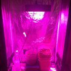 トマトを植物育成LEDを使って水耕栽培と土栽培の成長比較