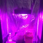 トマトを植物育成LEDを使って水耕栽培と土栽培の成長比較 定植後65日　　トマト収穫